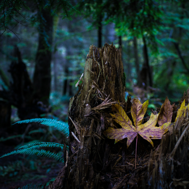 Tree stump with leaf on top